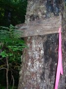 7.25.06 Larch Mountain 015 